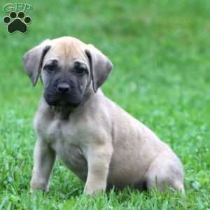 Bear, English Mastiff Puppy