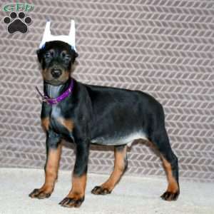 Bear, Doberman Pinscher Puppy