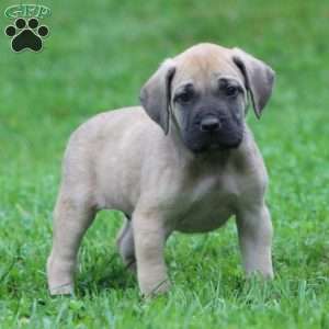 Bear, English Mastiff Puppy