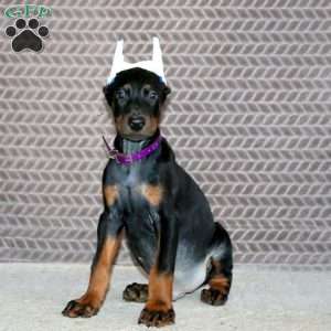Bear, Doberman Pinscher Puppy