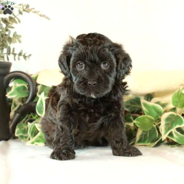 Beatrice, Maltipoo Puppy