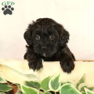 Beatrice, Maltipoo Puppy