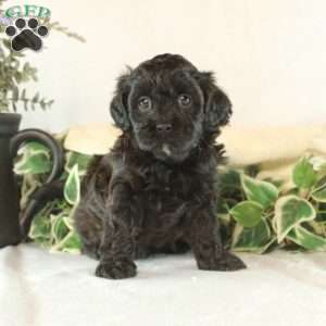 Beatrice, Maltipoo Puppy