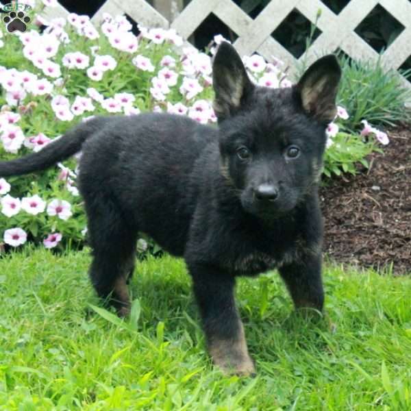 Beau, German Shepherd Puppy