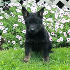Beau, German Shepherd Puppy