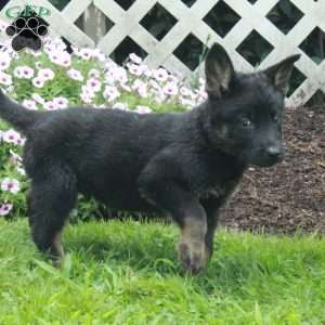Beau, German Shepherd Puppy