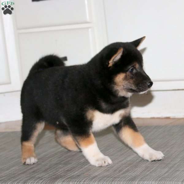 Beaut, Shiba Inu Puppy