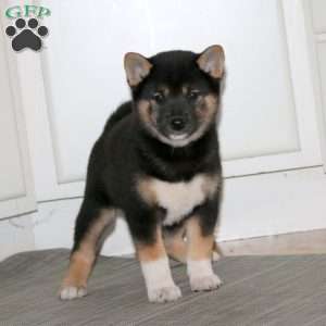 Beaut, Shiba Inu Puppy