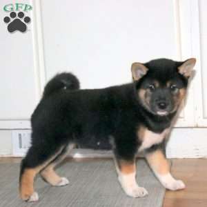 Beaut, Shiba Inu Puppy