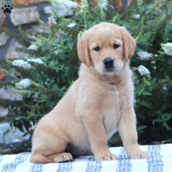 Beauty, Golden Retriever Mix Puppy