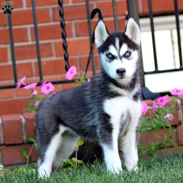 Beauty, Siberian Husky Puppy