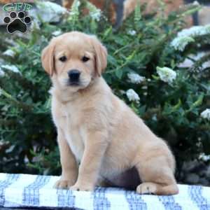 Beauty, Golden Retriever Mix Puppy