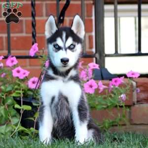 Beauty, Siberian Husky Puppy