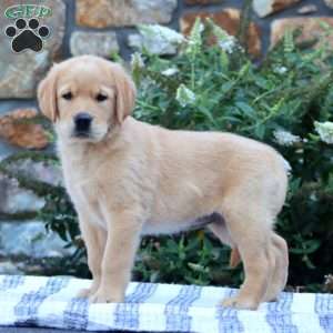 Beauty, Golden Retriever Mix Puppy