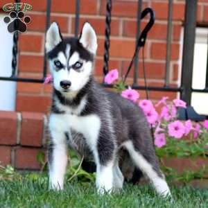 Beauty, Siberian Husky Puppy
