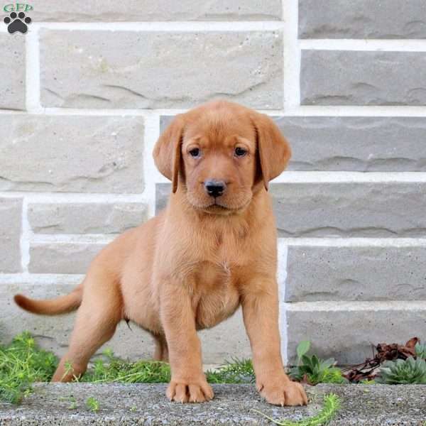 Becca, Fox Red Labrador Retriever Puppy