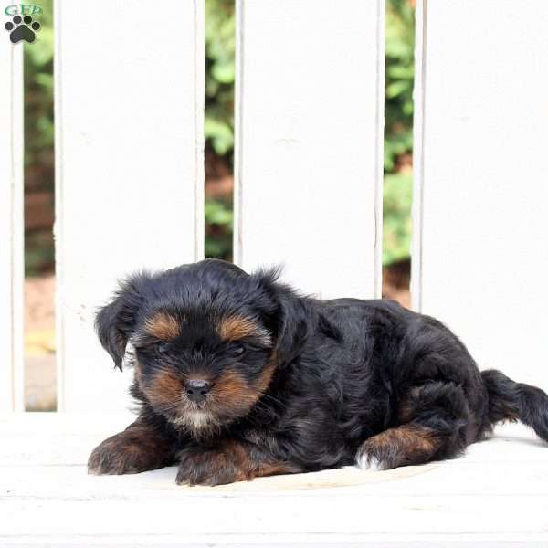 Becca, Shorkie Puppy