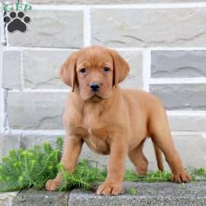 Becca, Fox Red Labrador Retriever Puppy