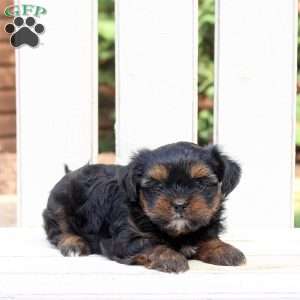 Becca, Shorkie Puppy
