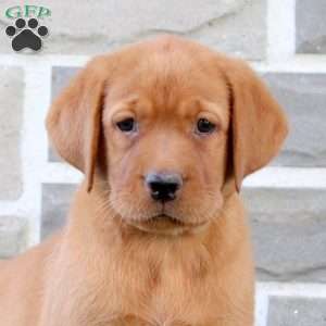 Becca, Fox Red Labrador Retriever Puppy