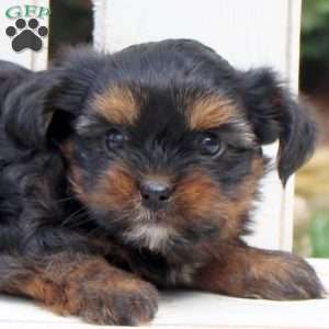 Becca, Shorkie Puppy