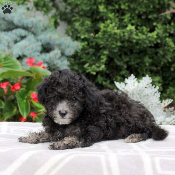 Beck, Miniature Poodle Puppy
