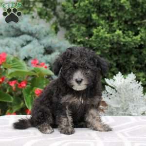 Beck, Miniature Poodle Puppy