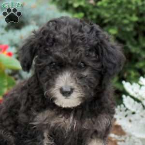 Beck, Miniature Poodle Puppy