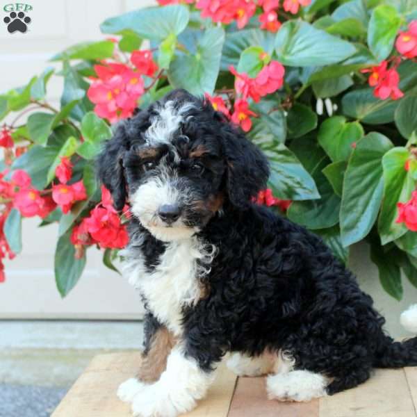 Beckett, Mini Bernedoodle Puppy