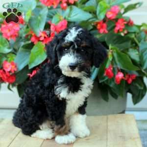 Beckett, Mini Bernedoodle Puppy