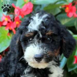 Beckett, Mini Bernedoodle Puppy
