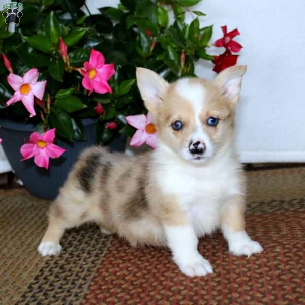 Becky, Pembroke Welsh Corgi Puppy