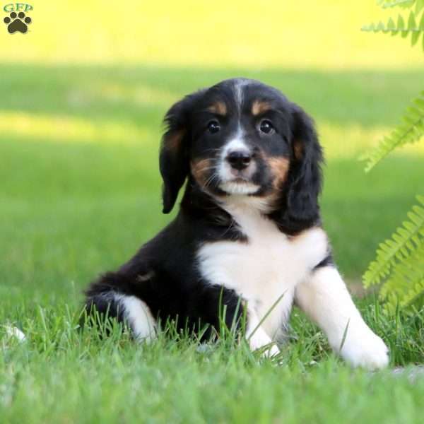 Becky, Miniature Bernese Mountain Dog Puppy