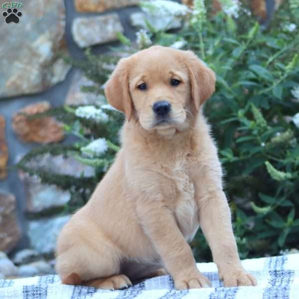 Becky, Golden Retriever Mix Puppy