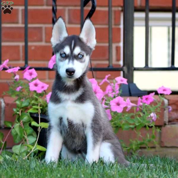 Becky, Siberian Husky Puppy