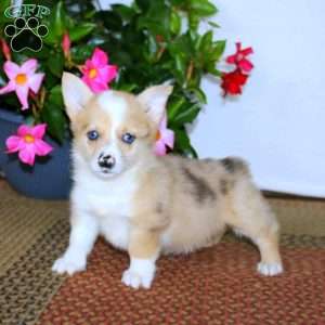 Becky, Pembroke Welsh Corgi Puppy