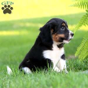 Becky, Miniature Bernese Mountain Dog Puppy