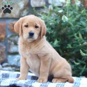 Becky, Golden Retriever Mix Puppy