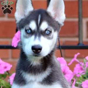 Becky, Siberian Husky Puppy