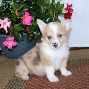 Becky, Pembroke Welsh Corgi Puppy