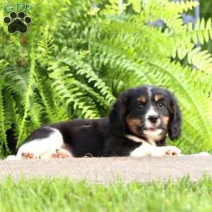 Becky, Miniature Bernese Mountain Dog Puppy