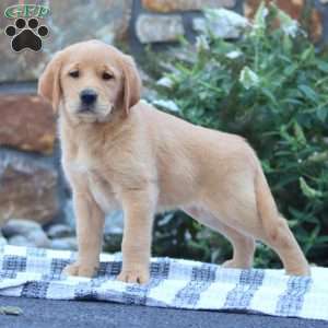 Becky, Golden Retriever Mix Puppy