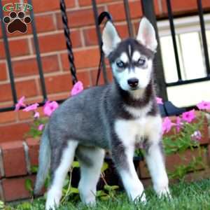 Becky, Siberian Husky Puppy