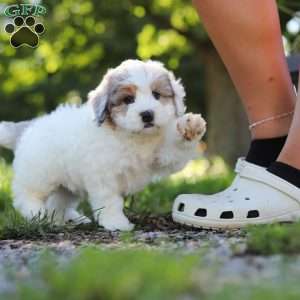 Bella, Mini Bernedoodle Puppy