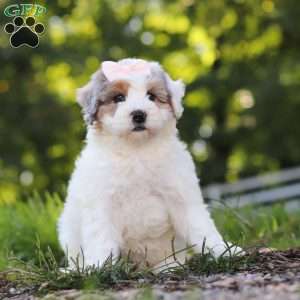 Bella, Mini Bernedoodle Puppy