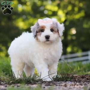 Bella, Mini Bernedoodle Puppy