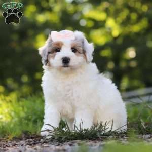 Bella, Mini Bernedoodle Puppy