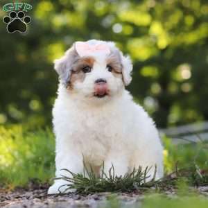Bella, Mini Bernedoodle Puppy