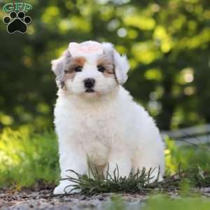 Bella, Mini Bernedoodle Puppy