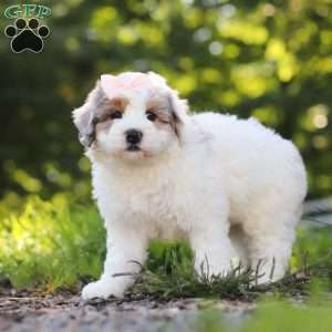 Bella, Mini Bernedoodle Puppy
